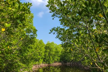 Mangroves as coastal protection for local economic activities from hurricanes in the Caribbean 9